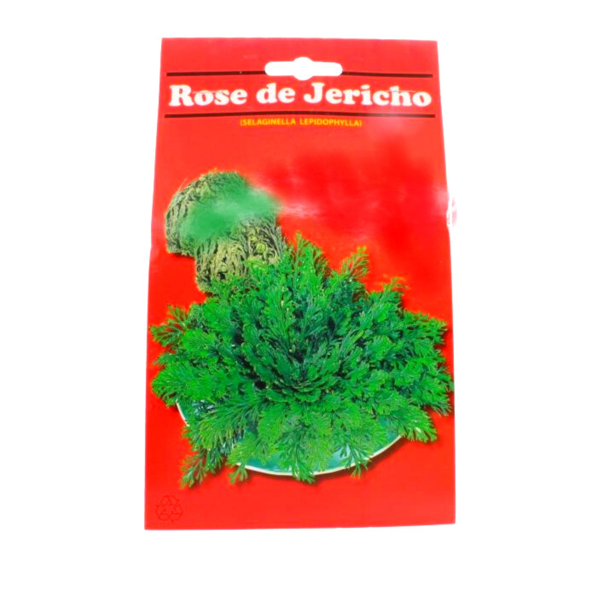 Rosa de Jericó - Tienda El Trébol World